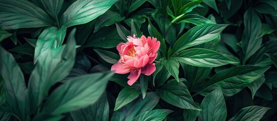 Poster - A vibrant pink peony stands out against lush green foliage in a garden setting, creating a beautiful copy space image.