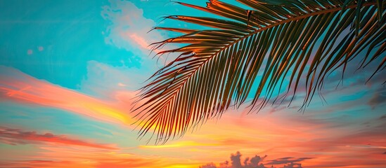 Poster - Copy space image of a palm leaf set against a beautiful sunset sky.