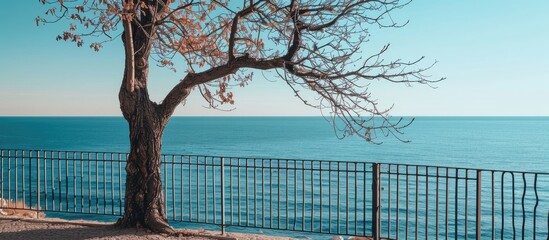 Poster - Tree's bare branches tower beside a metal fence, overlooking a tranquil sea under a clear sky on a sunny day, creating a serene scene with copy space image.