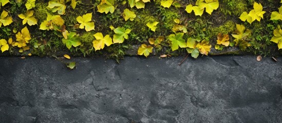 Canvas Print - Background of textured asphalt adorned with yellow leaves and lush green moss, perfect for a copy space image.