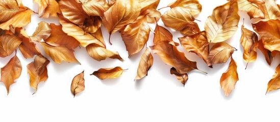 Aufkleber - A clear view of dried leaves with a white background makes for an ideal copy space image.