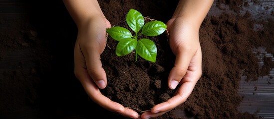 Sticker - Top view of a woman planting a green seedling in soil, with room for text in the copy space image.