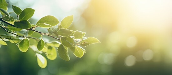 Poster - Image featuring blurred foliage and sunlight ideal for text or ads with copy space image.
