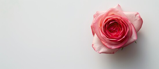 Sticker - A lovely pink rose on a white backdrop suitable for Valentine's Day wishes, wedding invites, or Women's Day themes, featuring a close-up, top view, and copy space image.