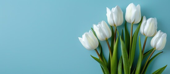 Aufkleber - Seven elegant white tulips arranged in a lovely bouquet against a blue background, perfect for occasions like Women's Day or a birthday, with ample copy space image and a spring tulip motif.