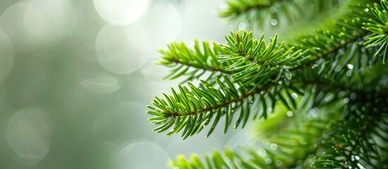 Poster - Close-up of araucaria leaves with copy space for text or images in the background.