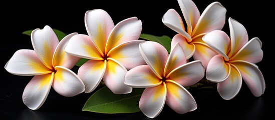 Aufkleber - Three fresh Plumeria flowers set against a dark backdrop, showcasing their natural beauty with ample room for text or images in the surroundings.