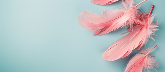 Sticker - A flat lay composition featuring lovely pink feathers against a soft light blue backdrop with room for text in the copy space image.