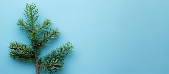 Poster - A modern holiday-themed arrangement using green branches on a blue backdrop with a Christmas tree branch. Top-down view with a minimalist, pastel color scheme and ample copy space image.