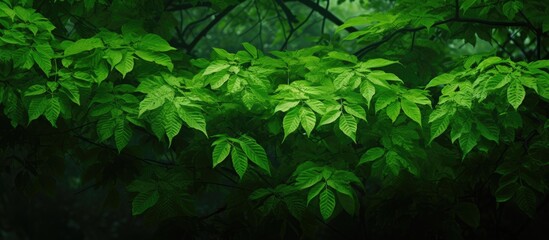 Sticker - Lush green foliage setting with copy space image.