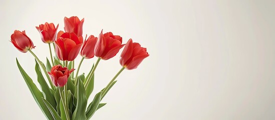 Wall Mural - Elegant arrangement of red tulips in a vase on a white background with copy space image.