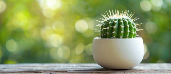 Aufkleber - A small green cactus in a white ceramic pot on a wooden surface with green blurred background, suitable for copy space image.