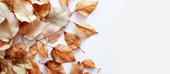 Poster - A clear view of dried leaves with a white background makes for an ideal copy space image.