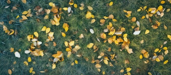 Aufkleber - Aerial view of yellow autumn leaves on green grass field with copy space image.