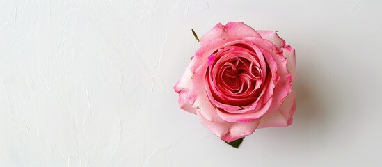 Fototapete - A lovely pink rose on a white backdrop suitable for Valentine's Day wishes, wedding invites, or Women's Day themes, featuring a close-up, top view, and copy space image.