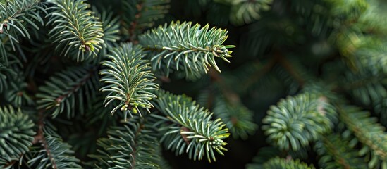 Sticker - Close up of fluffy fir tree brunch with copy space image.