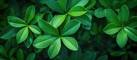 Aufkleber - Background featuring green leaves of Bauhinia aureifolia with copy space image.