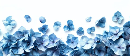 Poster - A flat lay image featuring blue hydrangea petals on a white background, with copy space image.