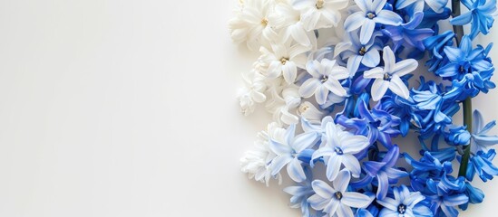 Poster - Top view of blue and white hyacinths on a white background, perfect for a spring or Easter holiday card with space for adding text or images.
