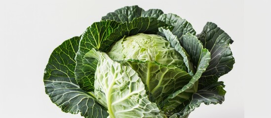 Poster - Close-up shot of a ripe, smooth-leafed, pale green cabbage on a white background; ideal for featuring a copy space image.