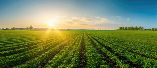 Poster - Panoramic view of a rural countryside field at sunrise or sunset with a bright and clear sky contrasting with the dark ground, ideal for a copy space image.