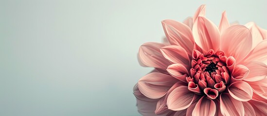 Aufkleber - A stock flower head displayed against a plain white backdrop with copy space image available below.