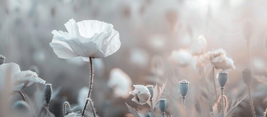 Poster - Poppy blooming in a field with a white hue, creating a serene and peaceful atmosphere. Prominent and striking against a backdrop with copy space image.