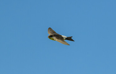 Wall Mural - house martin (Delichon urbicum) in flight