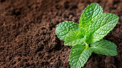 Poster -  A small green plant emerges from the earth on a sunny day, dirt visible in the foreground