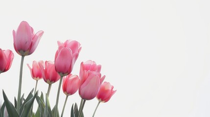 Tulips in pink color bloom in spring against a white backdrop