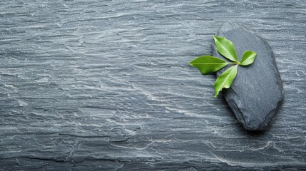 Wall Mural -  A green leaf atop a rock beside a body of water, another atop a submerged rock nearby