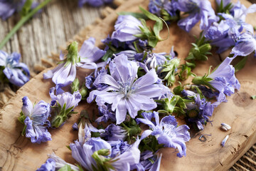 Wall Mural - Chopped wild chicory flowers on a wooden cutting board - preparation of tincture