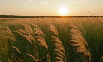 Wall Mural - A wide-open prairie with tall grasses swaying in the breeze, bathed in the warm glow of a setting sun.