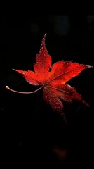 Wall Mural - a red leaf on a black background wallpaper - generative ai