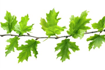 Poster - A natural scene featuring a branch with lush green leaves