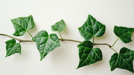 Poster - A single branch of green leaves placed on a white surface, ideal for use in designs related to nature, simplicity, and elegance