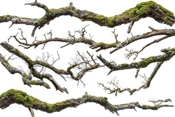 Aufkleber - Tree branches covered with green moss, great for nature and outdoors themes