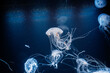 © Minakryn Ruslan  - underwater photos of atlantic sea nettle jellyfish chrysaora quinquecirrha