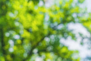 Wall Mural - horizontal shot of blurred green background vegetation of tree leaves on summer sunny day. green nat