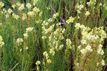 Wall Mural - Linaria vulgaris blooms in nature