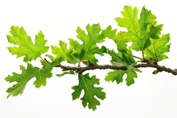 Poster - A close-up shot of a tree branch featuring lush green leaves