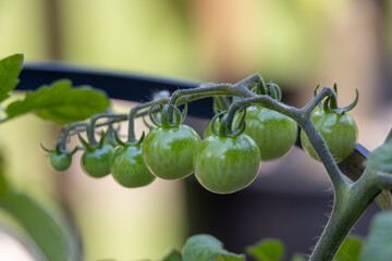 Wall Mural - Macro view of a potted cherry tomato plant with fruits in various stages of ripening
