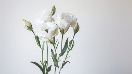 Wall Mural - White Lisianthus against white backdrop