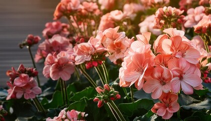 Wall Mural - abstract art background of pink germini flowers