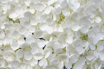 Wall Mural - Close up of white hortensia flower with selective focus, Hydrangea Arborescens in the garden, Smooth hydrangea is a species of flowering plant in the family Hydrangeaceae, Natural floral background.