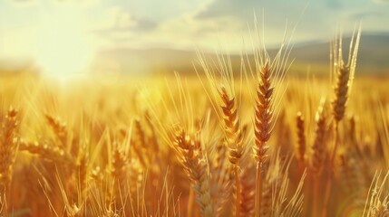 Canvas Print - Golden Wheat Field at Sunset in Warm Light. Close-Up Shot of Ripe Wheat Stalks in Countryside. Perfect for Agriculture, Nature, and Rural Lifestyle Concepts. AI