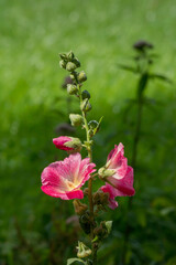 Poster - Gewöhnliche Stockrose (Alcea)