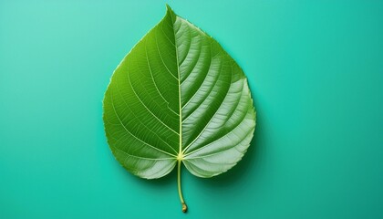 Canvas Print - a vibrant green petal leaf isolated against a solid turquoise backdrop its lush color and intricate details standing out against the serene background