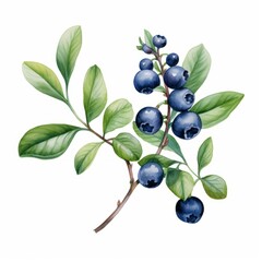 a watercolor painting of a blueberry branch with green leaves and ripe blueberries on a white backgr