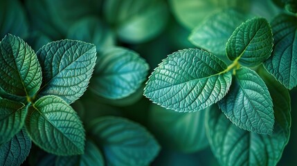 Canvas Print - Closeup of Lush Green Leaves